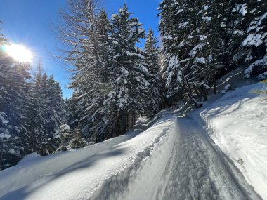 İsviçre 'nin Grisons Kantonu (Kanton Graubuenden, Schweiz) adlı İsviçre Alpleri' ndeki Davos tatil beldesinde yürüyüş, yürüyüş, yürüyüş, spor ve dinlenme için mükemmel düzenlenmiş kış patikaları.)