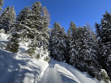 İsviçre 'nin Grisons Kantonu (Kanton Graubuenden, Schweiz) adlı İsviçre Alpleri' ndeki Davos tatil beldesinde yürüyüş, yürüyüş, yürüyüş, spor ve dinlenme için mükemmel düzenlenmiş kış patikaları.)
