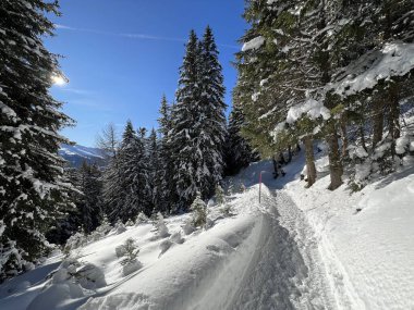 İsviçre 'nin Grisons Kantonu (Kanton Graubuenden, Schweiz) adlı İsviçre Alpleri' ndeki Davos tatil beldesinde yürüyüş, yürüyüş, yürüyüş, spor ve dinlenme için mükemmel düzenlenmiş kış patikaları.)