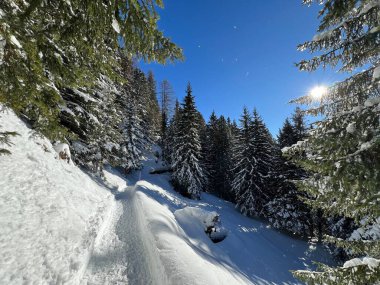 İsviçre 'nin Grisons Kantonu (Kanton Graubuenden, Schweiz) adlı İsviçre Alpleri' ndeki Davos tatil beldesinde yürüyüş, yürüyüş, yürüyüş, spor ve dinlenme için mükemmel düzenlenmiş kış patikaları.)