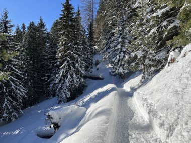 İsviçre 'nin Grisons Kantonu (Kanton Graubuenden, Schweiz) adlı İsviçre Alpleri' ndeki Davos tatil beldesinde yürüyüş, yürüyüş, yürüyüş, spor ve dinlenme için mükemmel düzenlenmiş kış patikaları.)