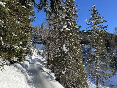 İsviçre 'nin Grisons Kantonu (Kanton Graubuenden, Schweiz) adlı İsviçre Alpleri' ndeki Davos tatil beldesinde yürüyüş, yürüyüş, yürüyüş, spor ve dinlenme için mükemmel düzenlenmiş kış patikaları.)