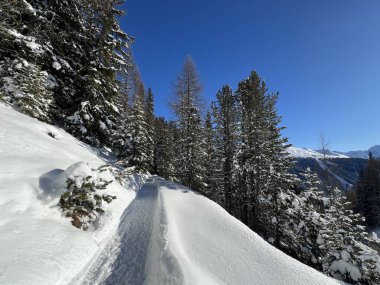 İsviçre 'nin Grisons Kantonu (Kanton Graubuenden, Schweiz) adlı İsviçre Alpleri' ndeki Davos tatil beldesinde yürüyüş, yürüyüş, yürüyüş, spor ve dinlenme için mükemmel düzenlenmiş kış patikaları.)