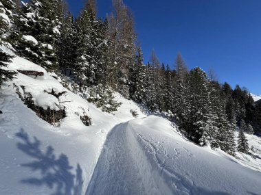 İsviçre 'nin Grisons Kantonu (Kanton Graubuenden, Schweiz) adlı İsviçre Alpleri' ndeki Davos tatil beldesinde yürüyüş, yürüyüş, yürüyüş, spor ve dinlenme için mükemmel düzenlenmiş kış patikaları.)