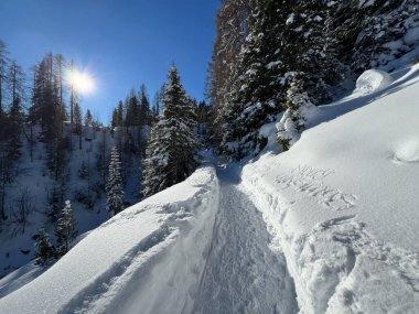 İsviçre 'nin Grisons Kantonu (Kanton Graubuenden, Schweiz) adlı İsviçre Alpleri' ndeki Davos tatil beldesinde yürüyüş, yürüyüş, yürüyüş, spor ve dinlenme için mükemmel düzenlenmiş kış patikaları.)