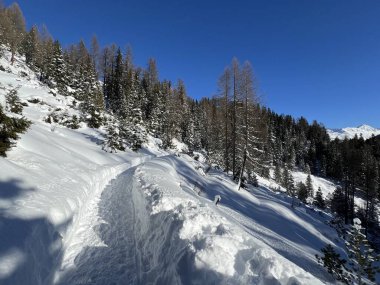 İsviçre 'nin Grisons Kantonu (Kanton Graubuenden, Schweiz) adlı İsviçre Alpleri' ndeki Davos tatil beldesinde yürüyüş, yürüyüş, yürüyüş, spor ve dinlenme için mükemmel düzenlenmiş kış patikaları.)