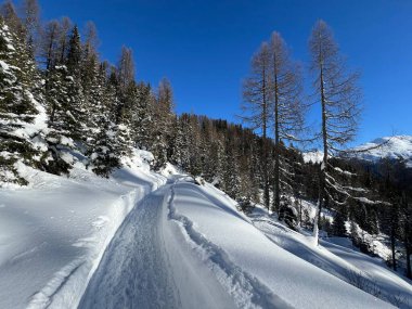 İsviçre 'nin Grisons Kantonu (Kanton Graubuenden, Schweiz) adlı İsviçre Alpleri' ndeki Davos tatil beldesinde yürüyüş, yürüyüş, yürüyüş, spor ve dinlenme için mükemmel düzenlenmiş kış patikaları.)