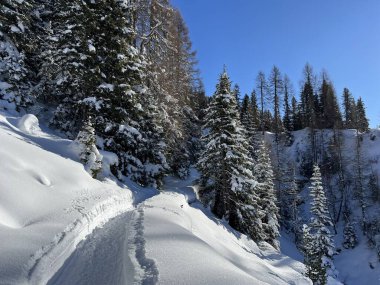 İsviçre 'nin Grisons Kantonu (Kanton Graubuenden, Schweiz) adlı İsviçre Alpleri' ndeki Davos tatil beldesinde yürüyüş, yürüyüş, yürüyüş, spor ve dinlenme için mükemmel düzenlenmiş kış patikaları.)