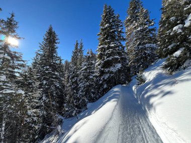 İsviçre 'nin Grisons Kantonu (Kanton Graubuenden, Schweiz) adlı İsviçre Alpleri' ndeki Davos tatil beldesinde yürüyüş, yürüyüş, yürüyüş, spor ve dinlenme için mükemmel düzenlenmiş kış patikaları.)