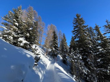 İsviçre 'nin Grisons Kantonu (Kanton Graubuenden, Schweiz) adlı İsviçre Alpleri' ndeki Davos tatil beldesinde yürüyüş, yürüyüş, yürüyüş, spor ve dinlenme için mükemmel düzenlenmiş kış patikaları.)