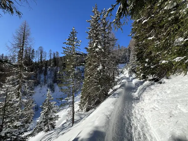 İsviçre 'nin Grisons Kantonu (Kanton Graubuenden, Schweiz) adlı İsviçre Alpleri' ndeki Davos tatil beldesinde yürüyüş, yürüyüş, yürüyüş, spor ve dinlenme için mükemmel düzenlenmiş kış patikaları.)