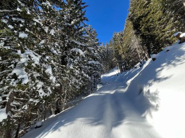 İsviçre 'nin Davos Kantonu (Kanton Graubuenden, Schweiz) üzerinde kırsal alp yolu boyunca kar yağışı devam ediyor.)