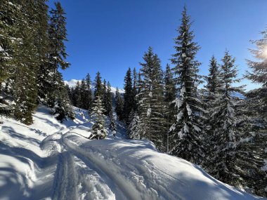 İsviçre 'nin Davos Kantonu (Kanton Graubuenden, Schweiz) üzerinde kırsal alp yolu boyunca kar yağışı devam ediyor.)