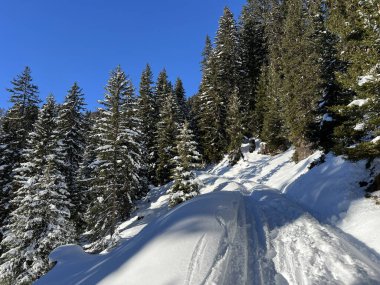 İsviçre 'nin Davos Kantonu (Kanton Graubuenden, Schweiz) üzerinde kırsal alp yolu boyunca kar yağışı devam ediyor.)