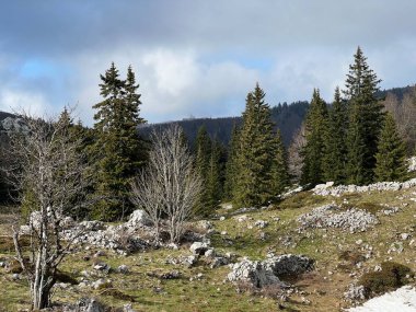 Kuzey Velebit Milli Parkı, Hırvatistan (Planinski pasnjaci i i mijesana suma u rano proljece - Nacionalni parkı Sjeverni Velebit, Hrvatska)