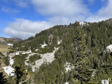 Kuzey Velebit Ulusal Parkı, Hırvatistan (Mijesana planinska suma i crnogoricno drvece tijekom ranog proljeca - NP Sjeverni Velebit, Hrvatska)
