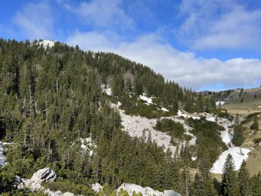 Kuzey Velebit Ulusal Parkı, Hırvatistan (Mijesana planinska suma i crnogoricno drvece tijekom ranog proljeca - NP Sjeverni Velebit, Hrvatska)