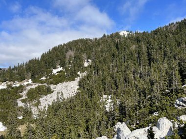 Kuzey Velebit Ulusal Parkı, Hırvatistan (Mijesana planinska suma i crnogoricno drvece tijekom ranog proljeca - NP Sjeverni Velebit, Hrvatska)