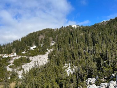 Kuzey Velebit Ulusal Parkı, Hırvatistan (Mijesana planinska suma i crnogoricno drvece tijekom ranog proljeca - NP Sjeverni Velebit, Hrvatska)