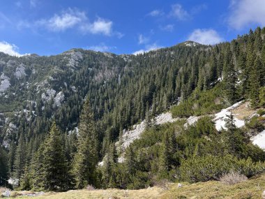Kuzey Velebit Ulusal Parkı, Hırvatistan (Mijesana planinska suma i crnogoricno drvece tijekom ranog proljeca - NP Sjeverni Velebit, Hrvatska)