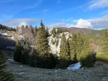 Kuzey Velebit Ulusal Parkı, Hırvatistan (Mijesana planinska suma i crnogoricno drvece tijekom ranog proljeca - NP Sjeverni Velebit, Hrvatska)