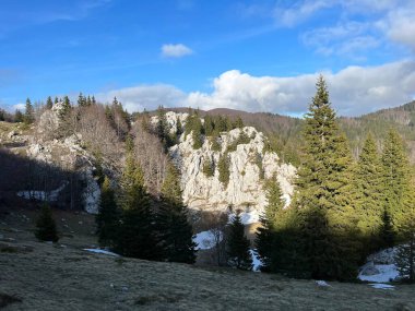 Kuzey Velebit Ulusal Parkı, Hırvatistan (Mijesana planinska suma i crnogoricno drvece tijekom ranog proljeca - NP Sjeverni Velebit, Hrvatska)