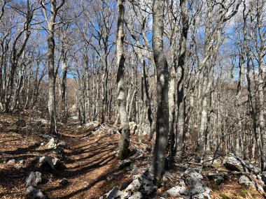 Premuzic yürüyüş yolu veya Premuzic Trail - Kuzey Velebit Ulusal Parkı, Hırvatistan veya Preguric-Wanderweg veya Premuzic 's Trail (Pjesacki planinarski Premuziceva staza - Nacionalni parkı Sjeverni Velebit, Hrvatska)