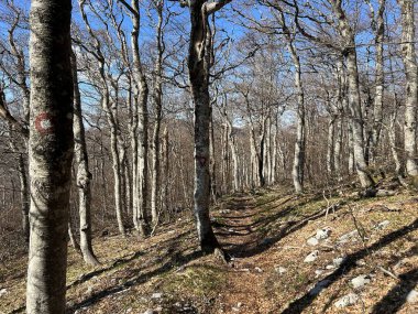 Premuzic yürüyüş yolu veya Premuzic Trail - Kuzey Velebit Ulusal Parkı, Hırvatistan veya Preguric-Wanderweg veya Premuzic 's Trail (Pjesacki planinarski Premuziceva staza - Nacionalni parkı Sjeverni Velebit, Hrvatska)