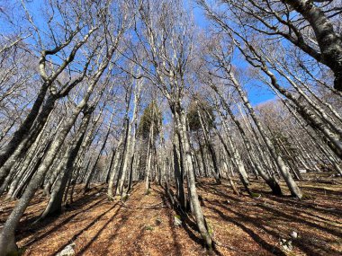 Kuzey Velebit Ulusal Parkı, Hırvatistan (Mijesana planinska suma i crnogoricno drvece tijekom ranog proljeca - Nacionalni parkı Sjeverni Velebit, Hrvatska)