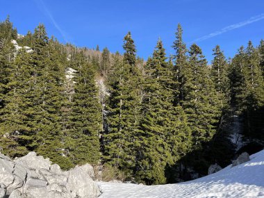 Kuzey Velebit Ulusal Parkı, Hırvatistan (Mijesana planinska suma i crnogoricno drvece tijekom ranog proljeca - Nacionalni parkı Sjeverni Velebit, Hrvatska)