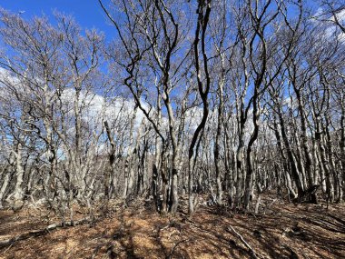 Kuzey Velebit Ulusal Parkı, Hırvatistan (Mijesana planinska suma i crnogoricno drvece tijekom ranog proljeca - Nacionalni parkı Sjeverni Velebit, Hrvatska)