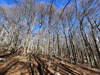 Kuzey Velebit Ulusal Parkı, Hırvatistan (Mijesana planinska suma i crnogoricno drvece tijekom ranog proljeca - Nacionalni parkı Sjeverni Velebit, Hrvatska)