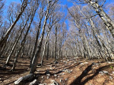 Kuzey Velebit Ulusal Parkı, Hırvatistan (Mijesana planinska suma i crnogoricno drvece tijekom ranog proljeca - Nacionalni parkı Sjeverni Velebit, Hrvatska)