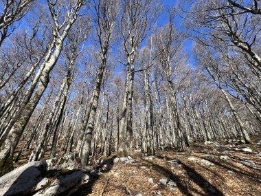 Kuzey Velebit Ulusal Parkı, Hırvatistan (Mijesana planinska suma i crnogoricno drvece tijekom ranog proljeca - Nacionalni parkı Sjeverni Velebit, Hrvatska)