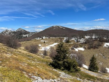 Kuzey Velebit Milli Parkı, Hırvatistan (Planinski pasnjaci i i mijesana suma u rano proljece - Nacionalni parkı Sjeverni Velebit, Hrvatska)