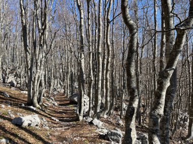 Premuzic yürüyüş yolu veya Preguric Trail - Velebit Doğa Parkı, Hırvatistan veya Preguric-Wanderweg veya Premuzic 's Trail (Pjesacki planinarski, Premuziceva staza - Park öncelikli Velebit, Hrvatska)