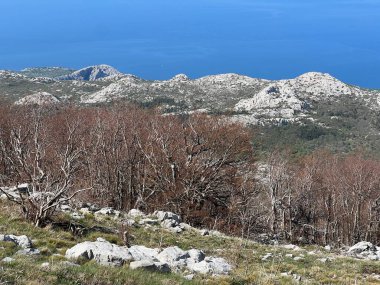 Kuzey Velebit Milli Parkı, Hırvatistan (Mijesana bjelogoricna planinska suma nekoliko godina nakon razornog pozara - Nacionalni parkı Sjeverni Velebit, Hrvatska)