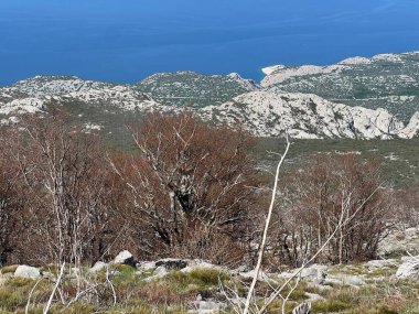 Kuzey Velebit Milli Parkı, Hırvatistan (Mijesana bjelogoricna planinska suma nekoliko godina nakon razornog pozara - Nacionalni parkı Sjeverni Velebit, Hrvatska)
