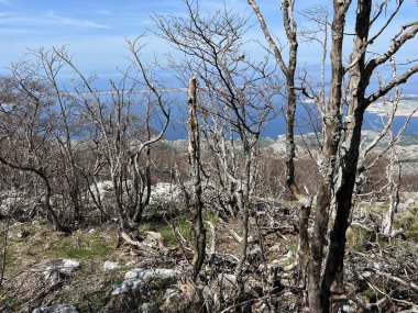 Kuzey Velebit Milli Parkı, Hırvatistan (Mijesana bjelogoricna planinska suma nekoliko godina nakon razornog pozara - Nacionalni parkı Sjeverni Velebit, Hrvatska)