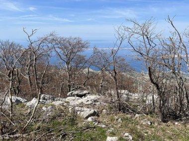Kuzey Velebit Milli Parkı, Hırvatistan (Mijesana bjelogoricna planinska suma nekoliko godina nakon razornog pozara - Nacionalni parkı Sjeverni Velebit, Hrvatska)