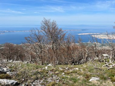 Kuzey Velebit Milli Parkı, Hırvatistan (Mijesana bjelogoricna planinska suma nekoliko godina nakon razornog pozara - Nacionalni parkı Sjeverni Velebit, Hrvatska)