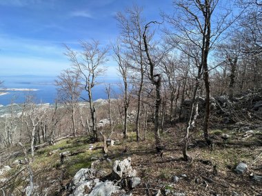 Kuzey Velebit Milli Parkı, Hırvatistan (Mijesana bjelogoricna planinska suma nekoliko godina nakon razornog pozara - Nacionalni parkı Sjeverni Velebit, Hrvatska)