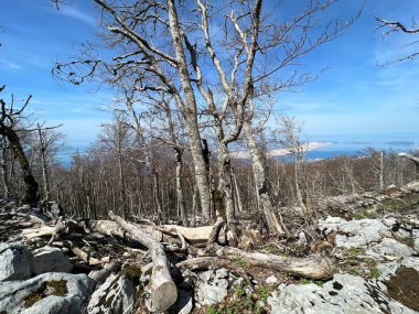 Kuzey Velebit Milli Parkı, Hırvatistan (Mijesana bjelogoricna planinska suma nekoliko godina nakon razornog pozara - Nacionalni parkı Sjeverni Velebit, Hrvatska)