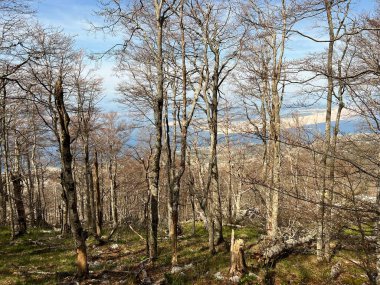 Kuzey Velebit Milli Parkı, Hırvatistan (Mijesana bjelogoricna planinska suma nekoliko godina nakon razornog pozara - Nacionalni parkı Sjeverni Velebit, Hrvatska)