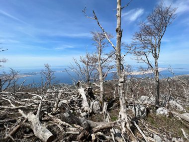 Kuzey Velebit Milli Parkı, Hırvatistan (Mijesana bjelogoricna planinska suma nekoliko godina nakon razornog pozara - Nacionalni parkı Sjeverni Velebit, Hrvatska)