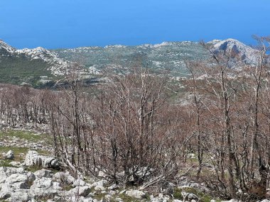 Kuzey Velebit Milli Parkı, Hırvatistan (Mijesana bjelogoricna planinska suma nekoliko godina nakon razornog pozara - Nacionalni parkı Sjeverni Velebit, Hrvatska)