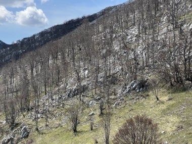 Kuzey Velebit Milli Parkı, Hırvatistan (Mijesana bjelogoricna planinska suma nekoliko godina nakon razornog pozara - Nacionalni parkı Sjeverni Velebit, Hrvatska)