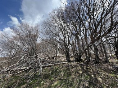 Kuzey Velebit Milli Parkı, Hırvatistan (Mijesana bjelogoricna planinska suma nekoliko godina nakon razornog pozara - Nacionalni parkı Sjeverni Velebit, Hrvatska)