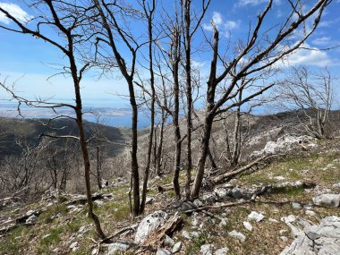 Yıkıcı bir yangından yıllar sonra karışık yaprak döken dağ ormanları - Velebit Doğa Parkı, Hırvatistan (Mijesana bjelogoricna planinska suma nekoliko godina nakon razornog pozara - Park prirode Velebit, Hrvatska)