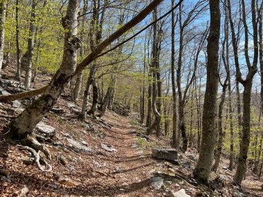 Premuzic yürüyüş yolu veya Preguric Trail - Velebit Doğa Parkı, Hırvatistan veya Preguric-Wanderweg veya Premuzic 's Trail (Pjesacki planinarski, Premuziceva staza - Park öncelikli Velebit, Hrvatska)